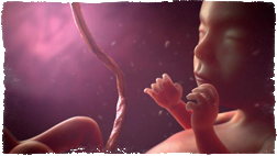 Baby_in_womb2.png