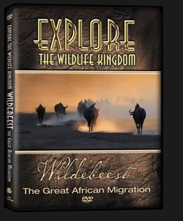 DVD-Wildebeest-3D.jpg