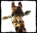 Giraffe.png