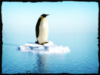 Penguin.png